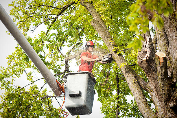 Trusted Lisbon, ME Tree Services Experts